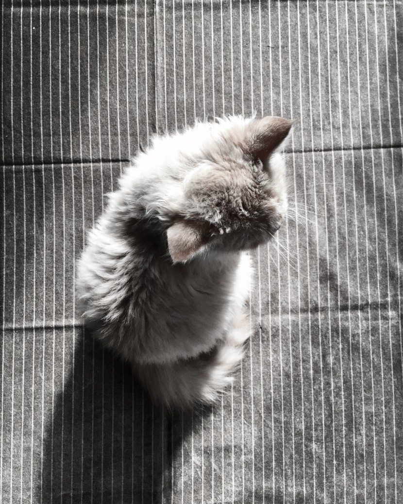 可爱的猫咪特写图片