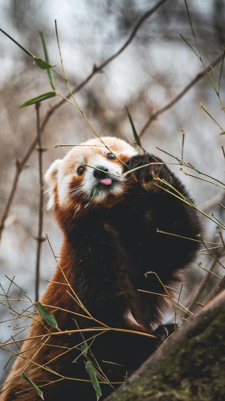 调皮可爱的小熊猫图片