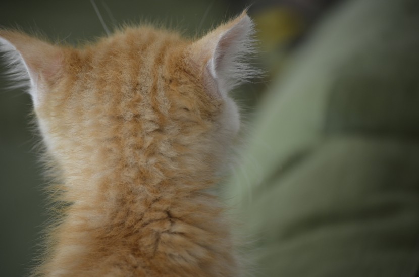 可爱的猫咪特写图片