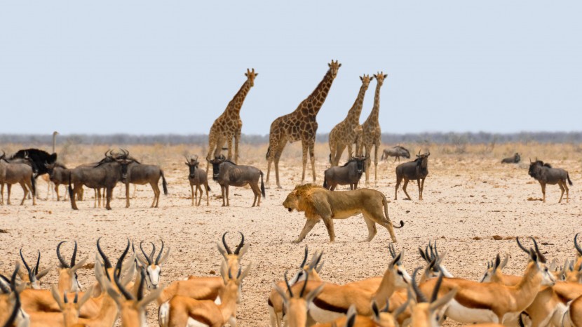 南非草原上的长颈鹿图片