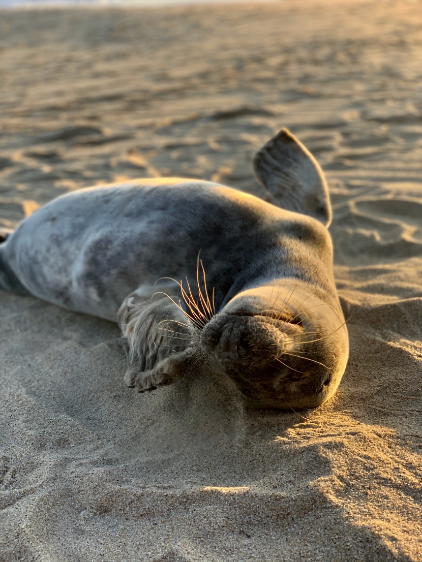 可愛呆萌的海獅圖片