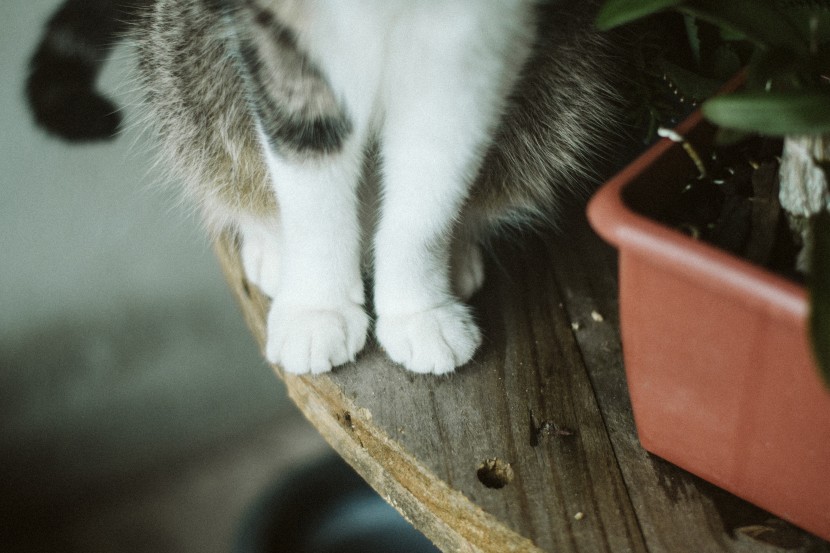 毛茸茸的猫爪图片