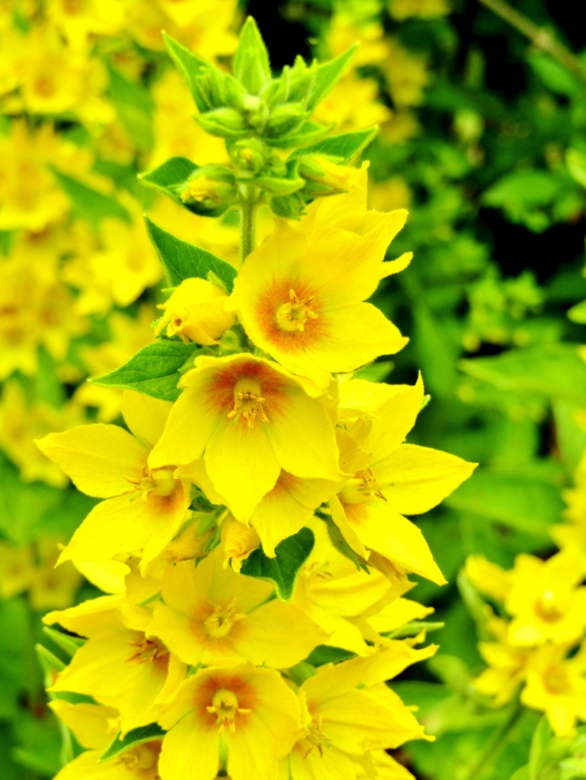 黄连开花的图片图片