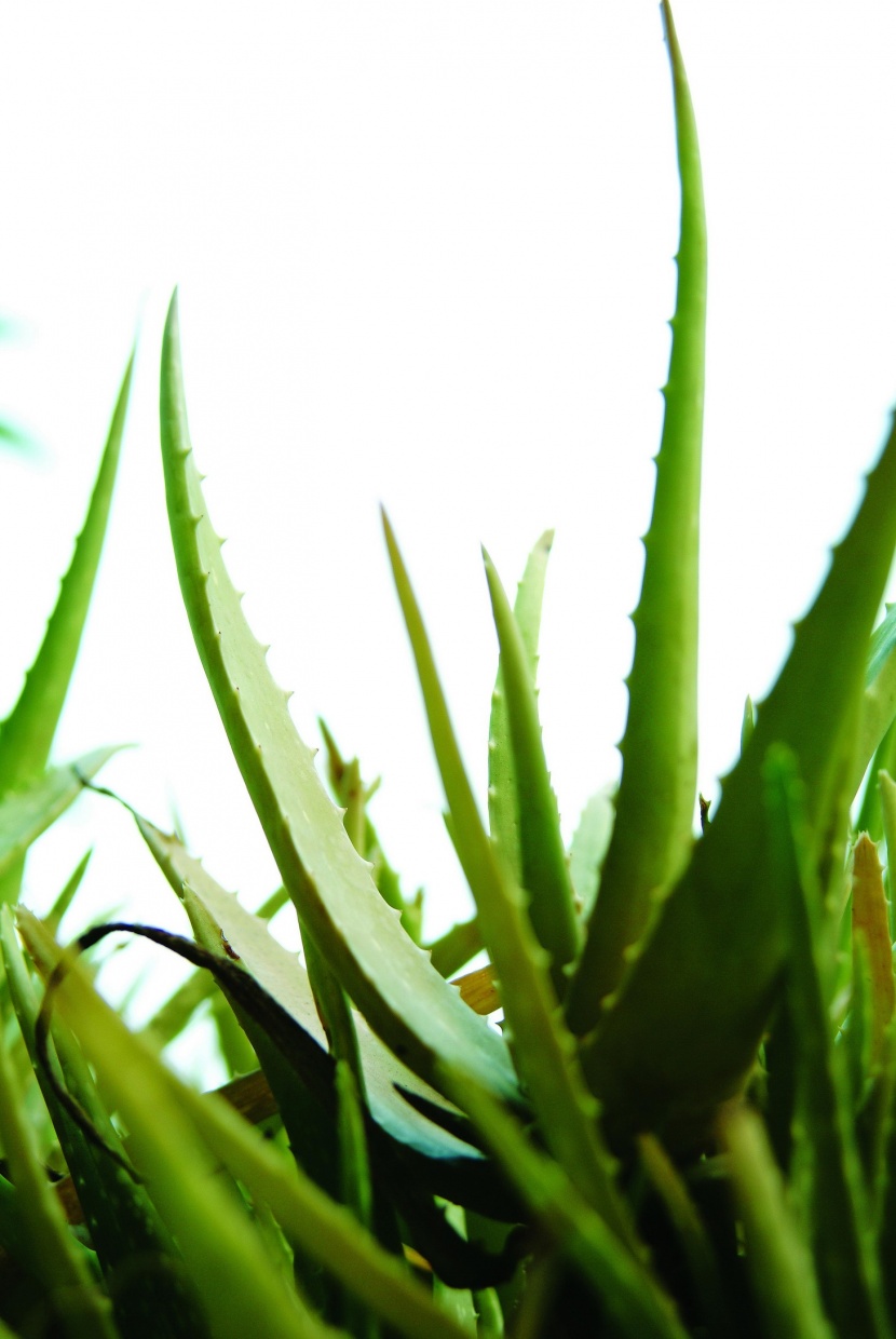 植物生化科技图片