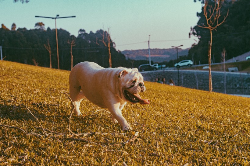 忠诚可靠的英国斗牛犬图片