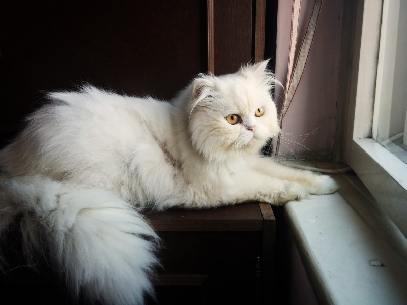 性格温顺的波斯猫图片