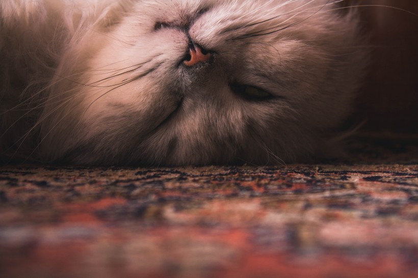 性格温顺的波斯猫图片