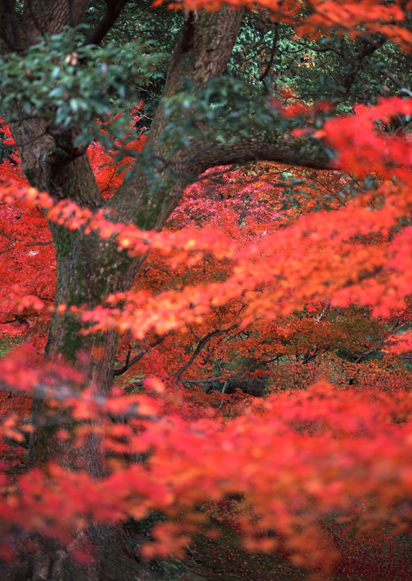 红色枫叶和日式庭院图片(15张)