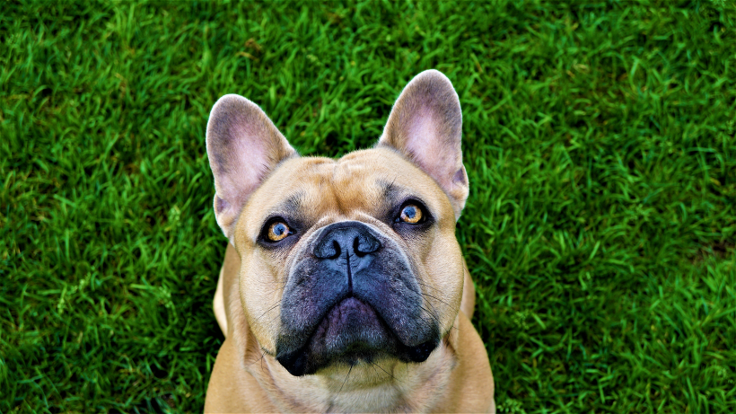 憨萌可爱的斗牛犬图片