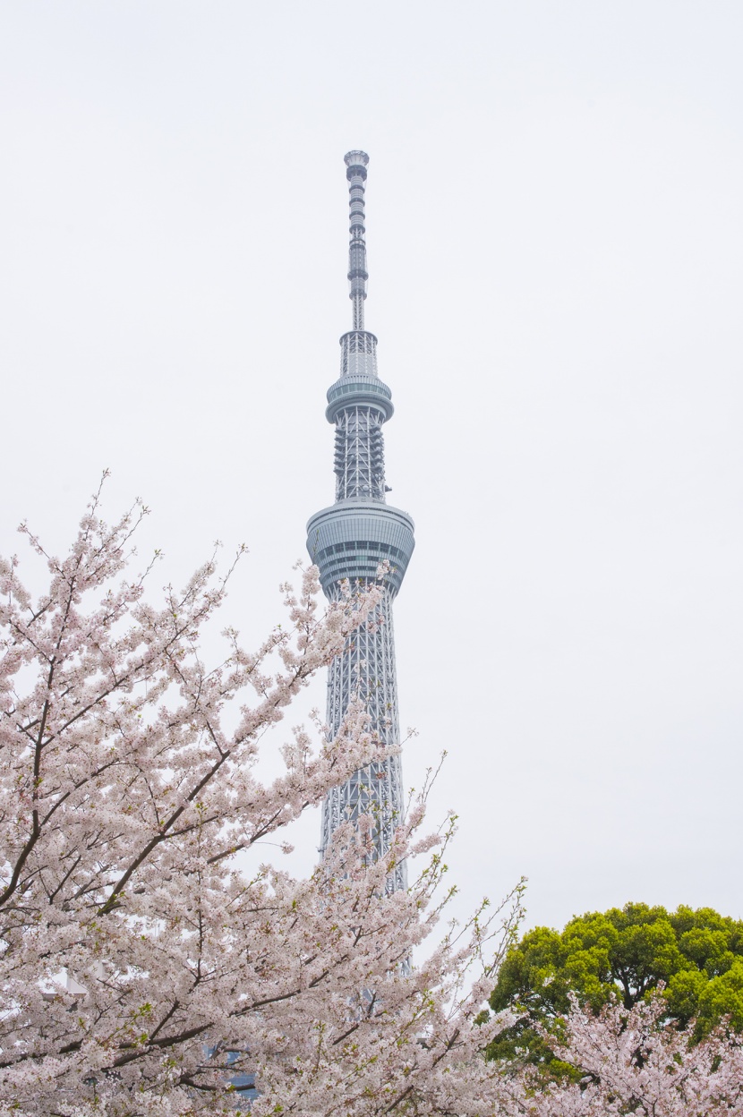 日本东京天空树图片