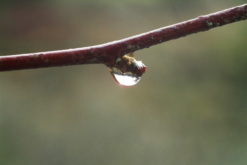 清新露水图片
