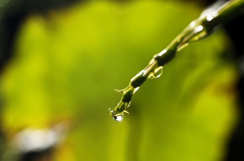清新露水图片