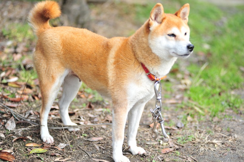 棕色毛发的柴犬图片