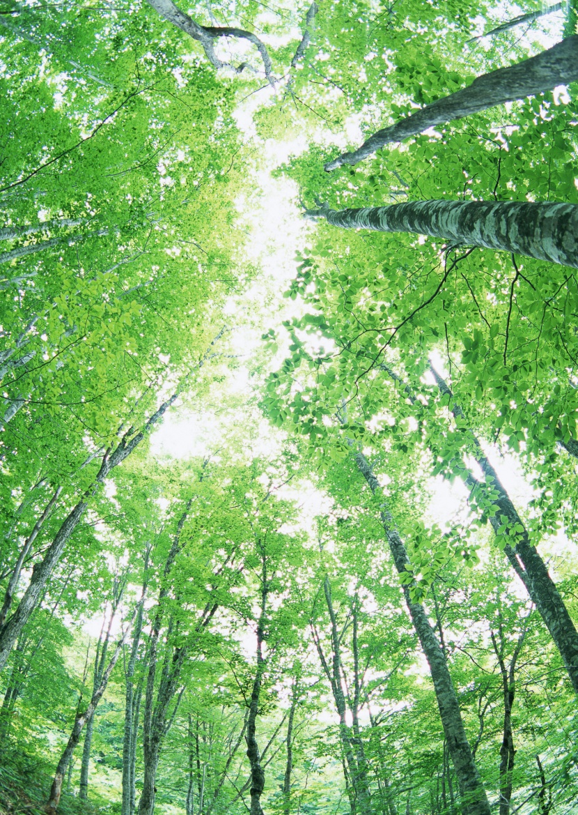 绿树遮阴图片