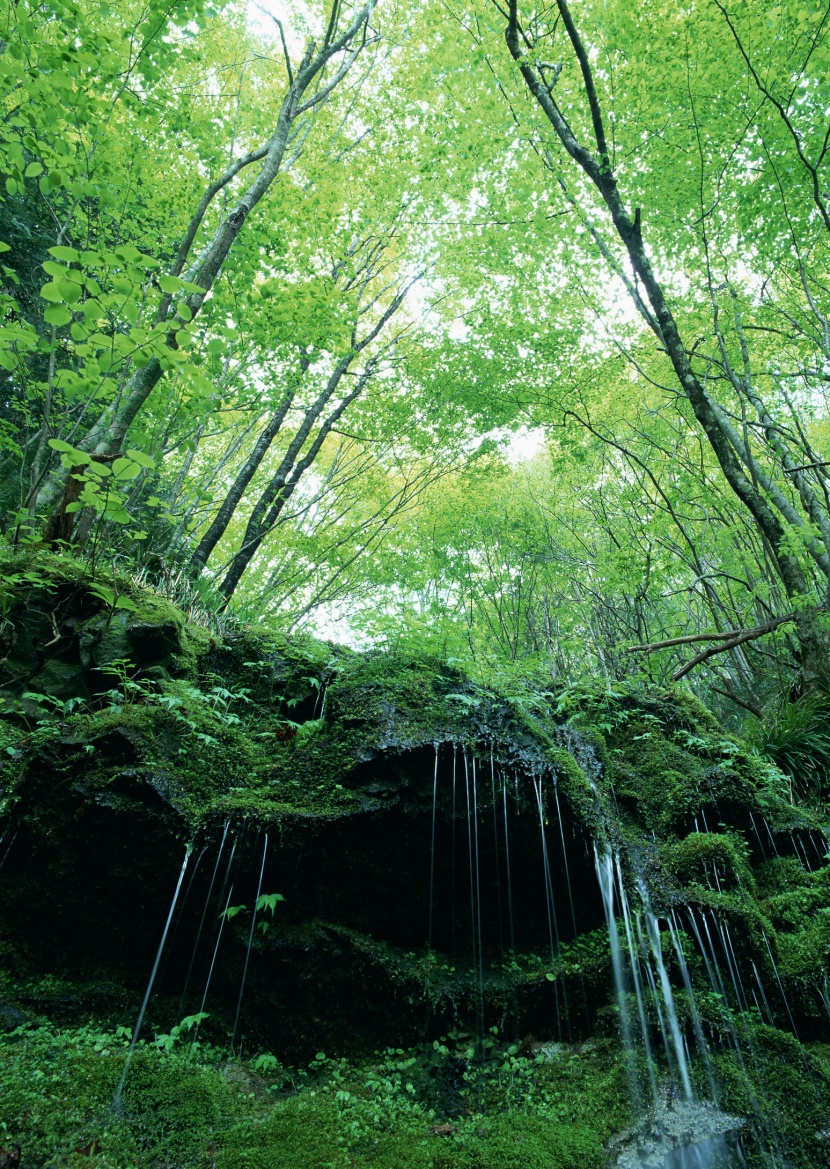 绿树遮阴图片