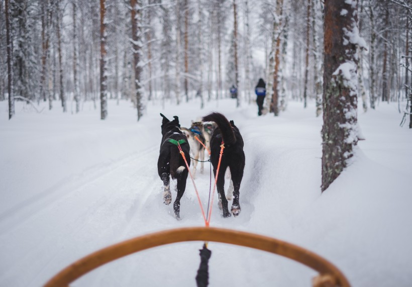 雪地上的雪橇犬图片