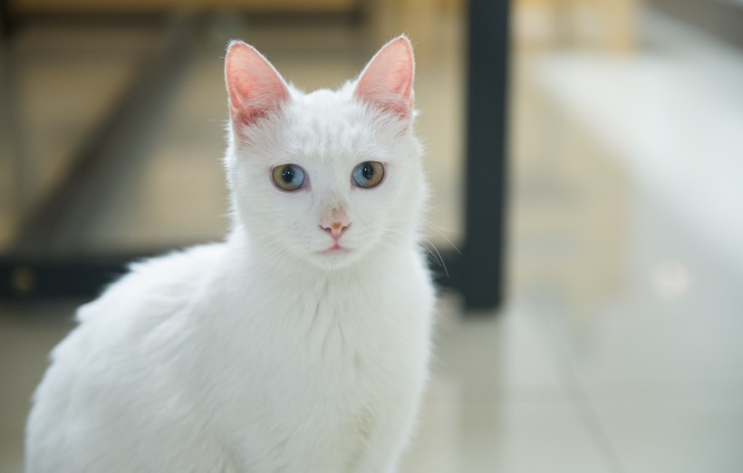 纯白的猫咪图片