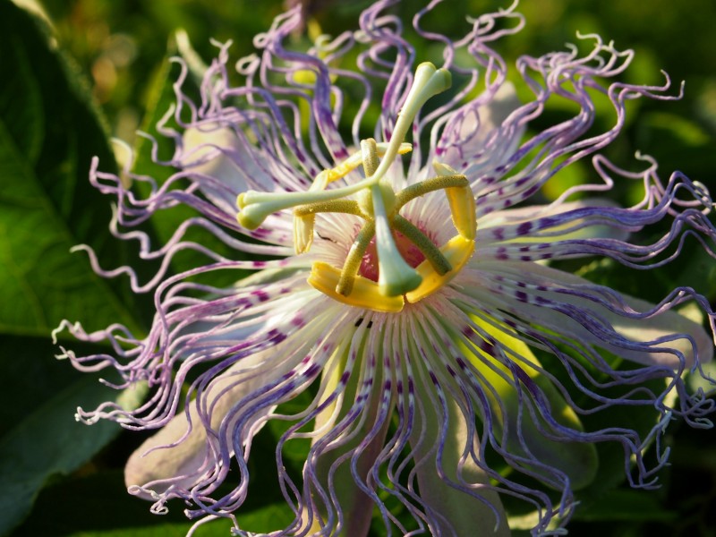 西番蓮花圖片_西番蓮花圖片大全_ps家園網