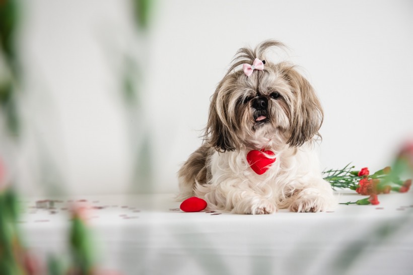 漂亮聪明的西施犬图片