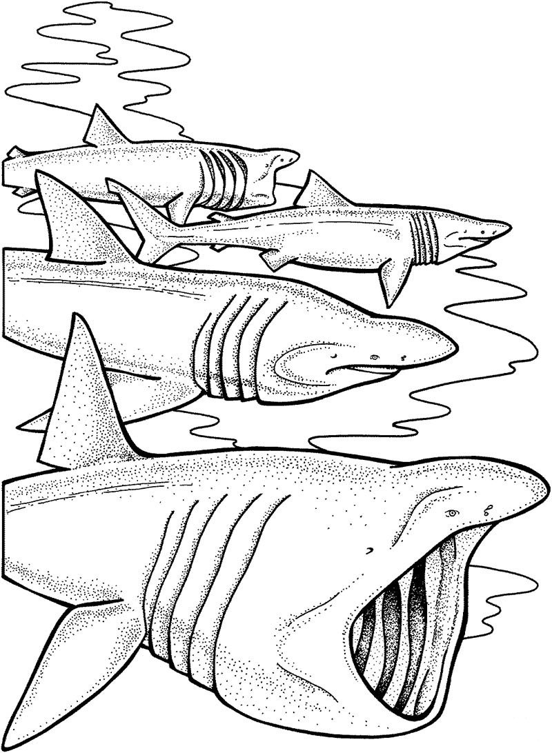 旋齿鲨的简笔画图片