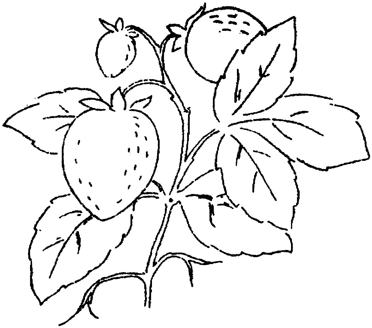 草莓树简笔画卡通图片