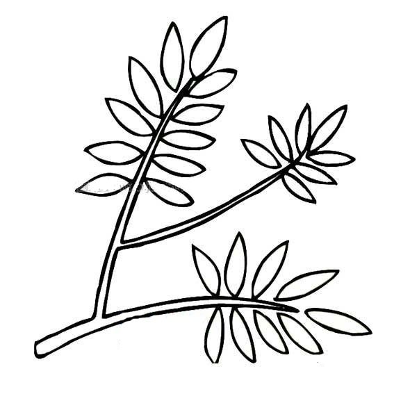 槐树叶怎么画 简单图片