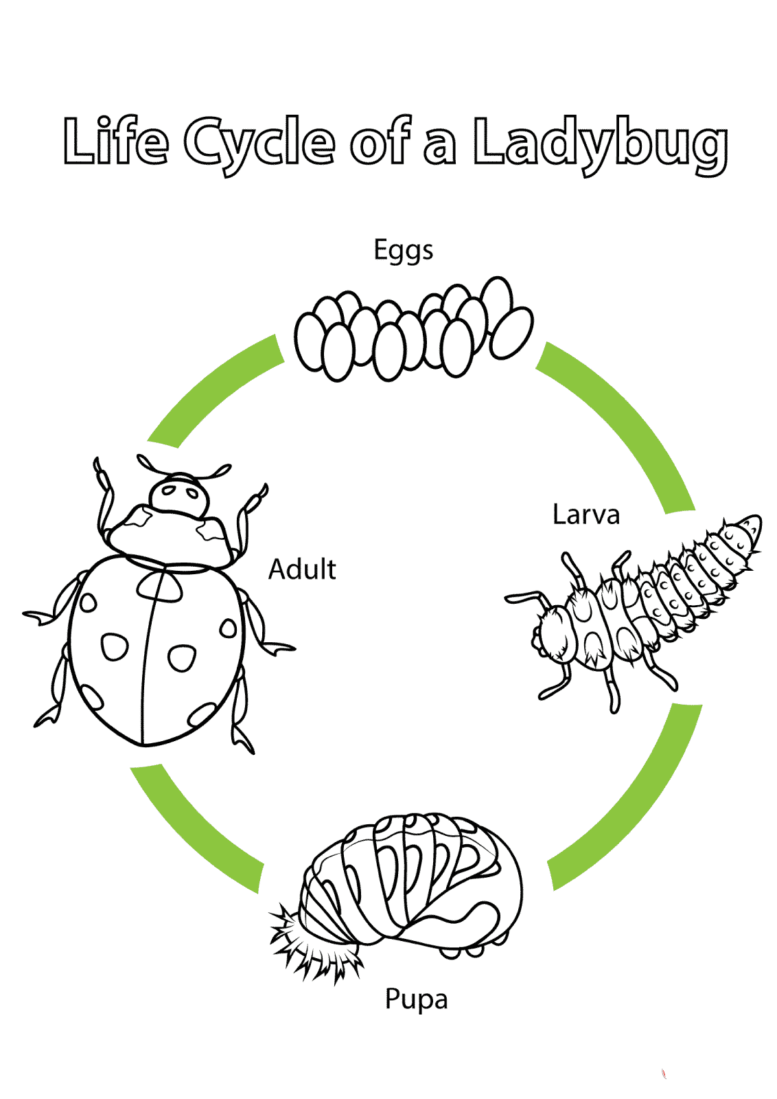 七星瓢虫是吃蚜虫的,身体是半圆形的,背上有七个美丽大黑点,头很小,有