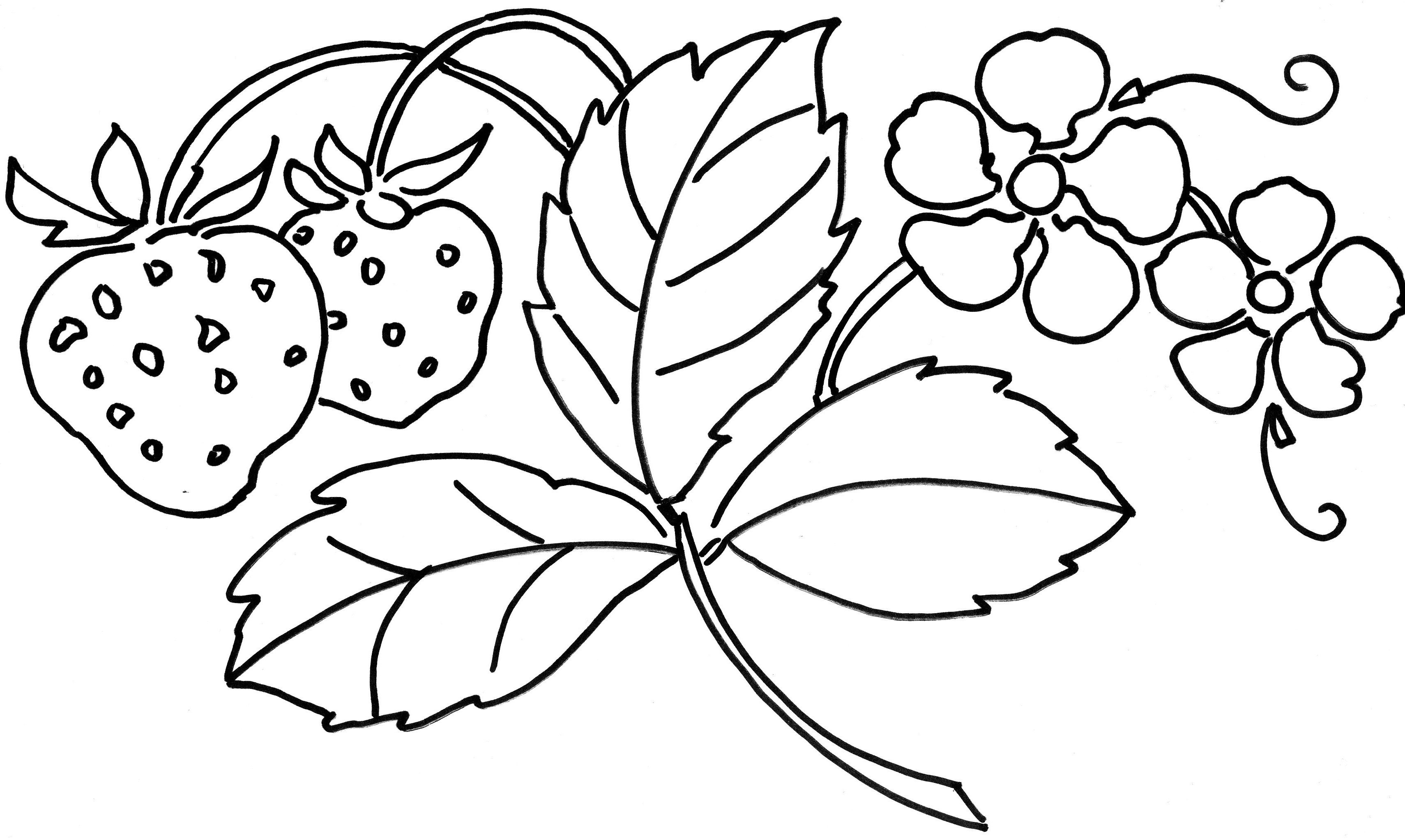 草莓园简笔画简单图片
