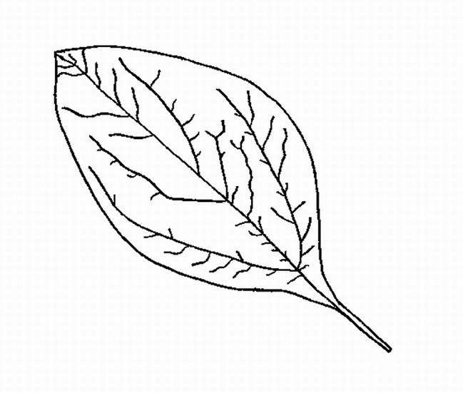 一片树叶的简笔画图片