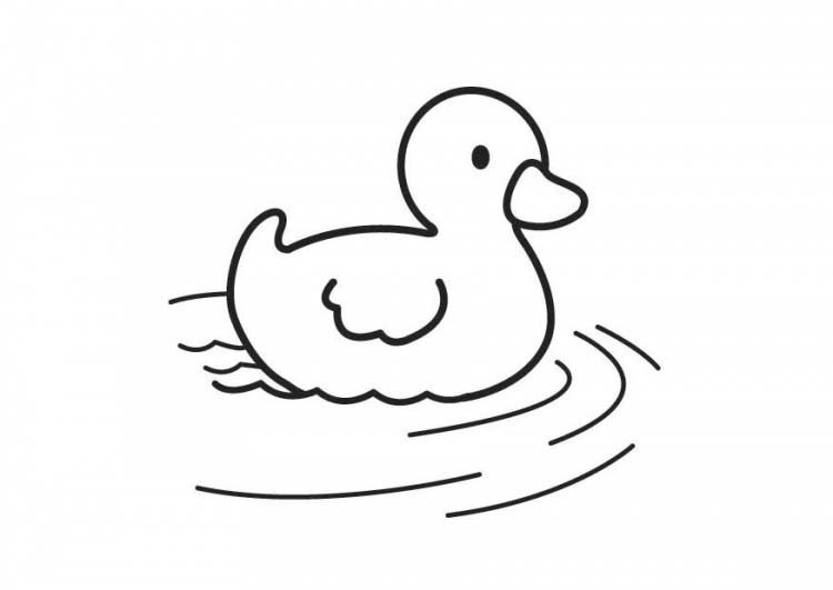 鸭子绘画最美图片