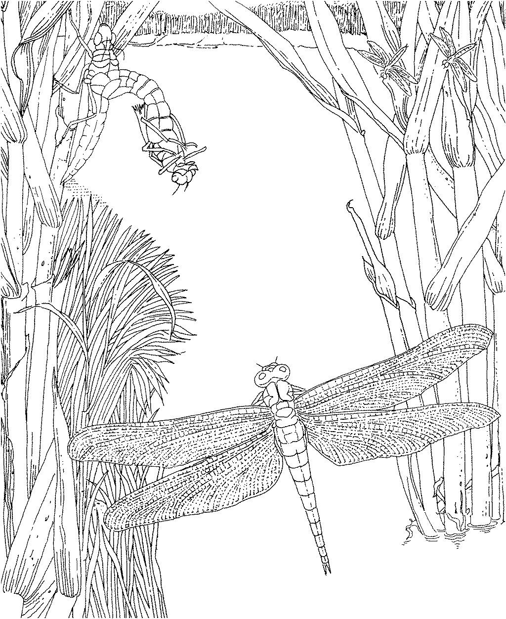蜻蜓在树叶上_简笔画 - 搜图案网