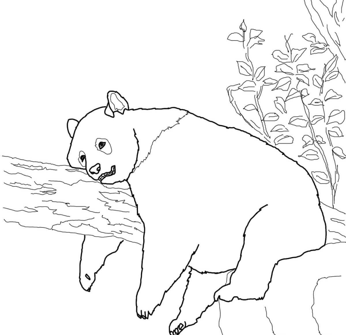 大熊猫怎么画躺着图片