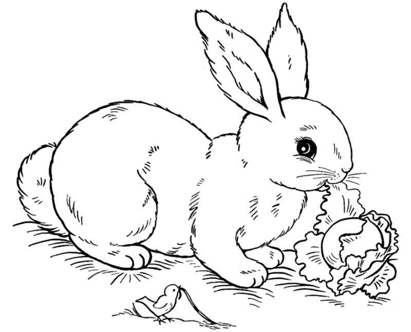 兔子简笔画形态图片