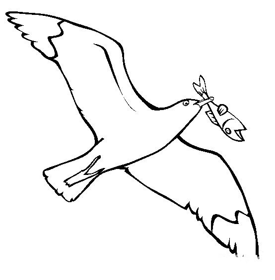 红嘴海鸥简笔画图片