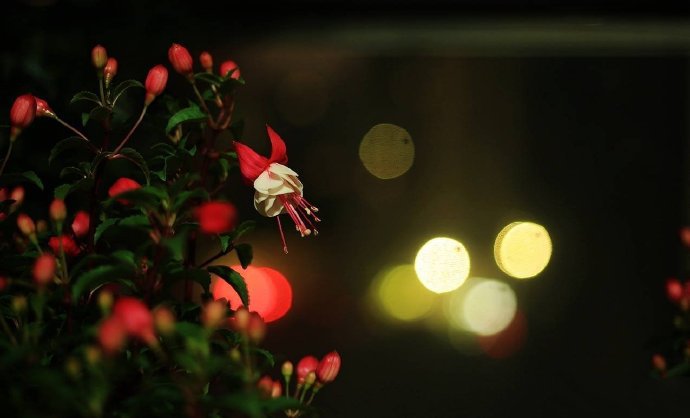 灯光与花朵的搭配，太美了吧