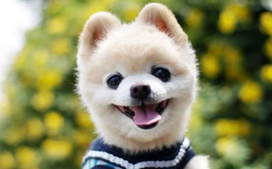 俊介犬微笑图片