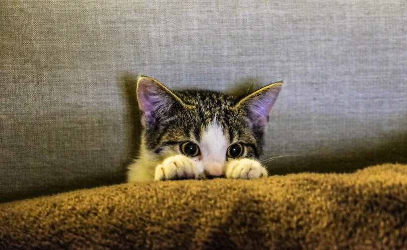 可爱的小猫图片