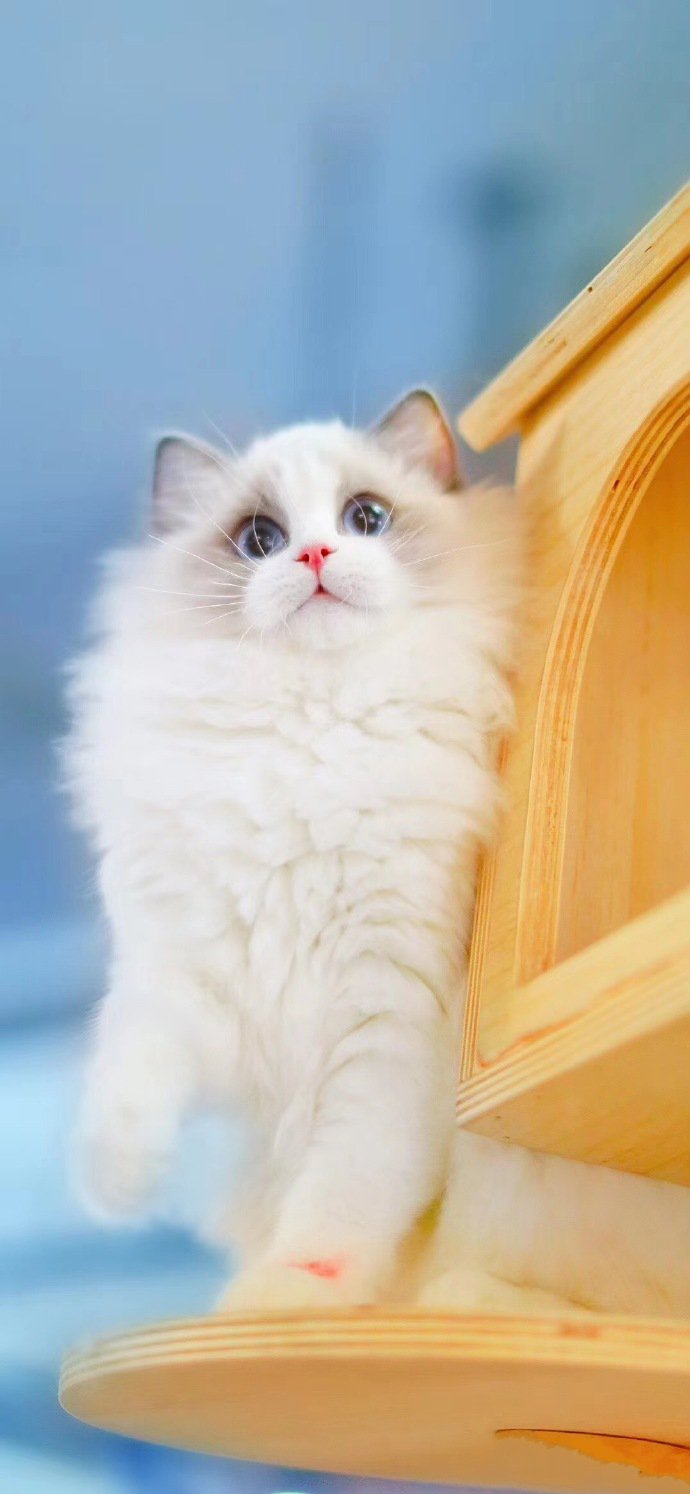 一组毛茸茸的白色布偶猫图片