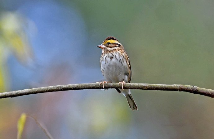 青田的冬季常见鸟类图片