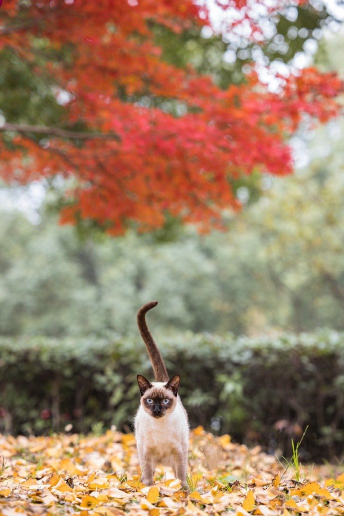 银杏树下的暹罗猫摄影图片