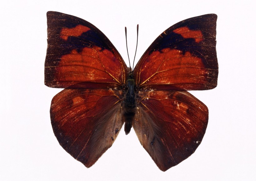 百种蝴蝶标本图片