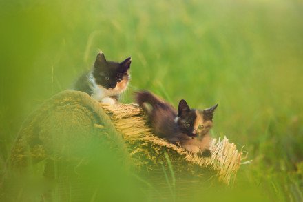 两只可爱的小花猫