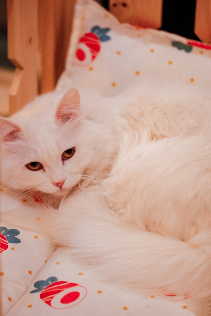 长相清秀的猫咪图片