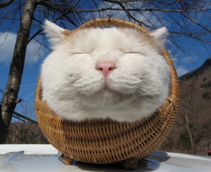 超级憨态可爱的猫叔图片 第一辑