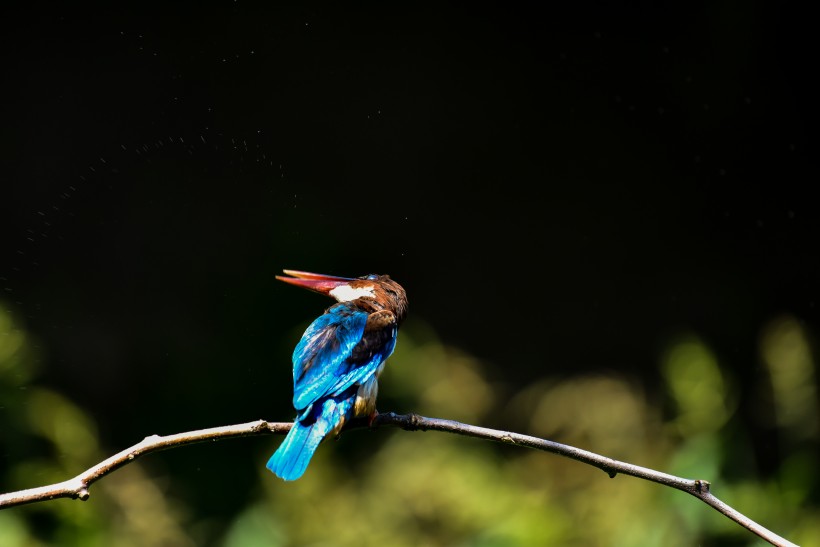 蓝翡翠鸟类图片