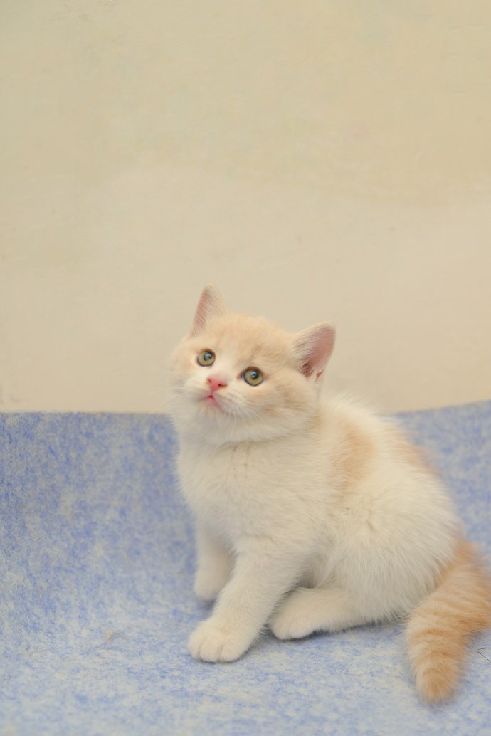 小小身体的有趣小奶猫