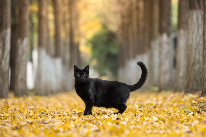 一组威武霸气的黑猫图片