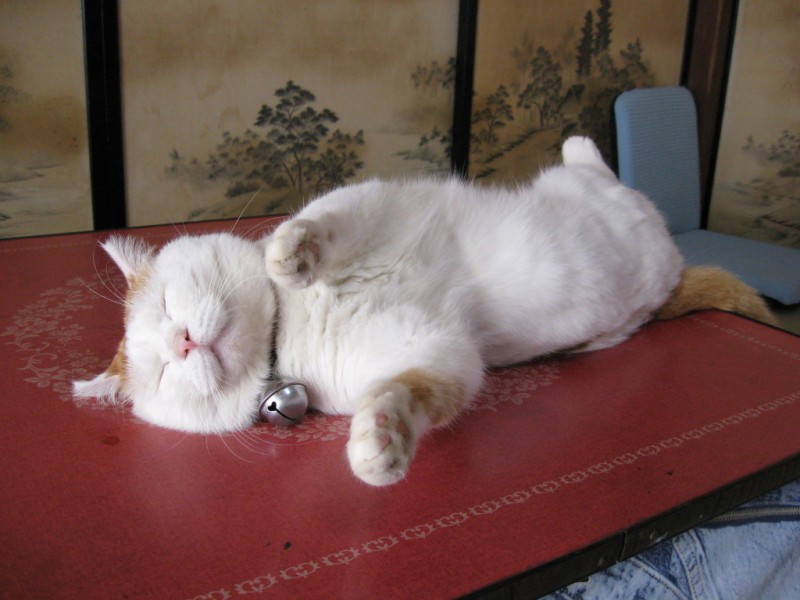 超级憨态可爱的猫叔图片 第一辑