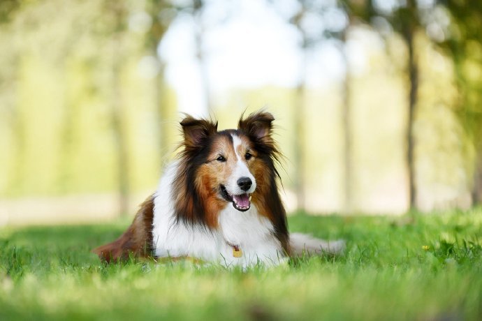 一组可爱的喜乐蒂牧羊犬图片