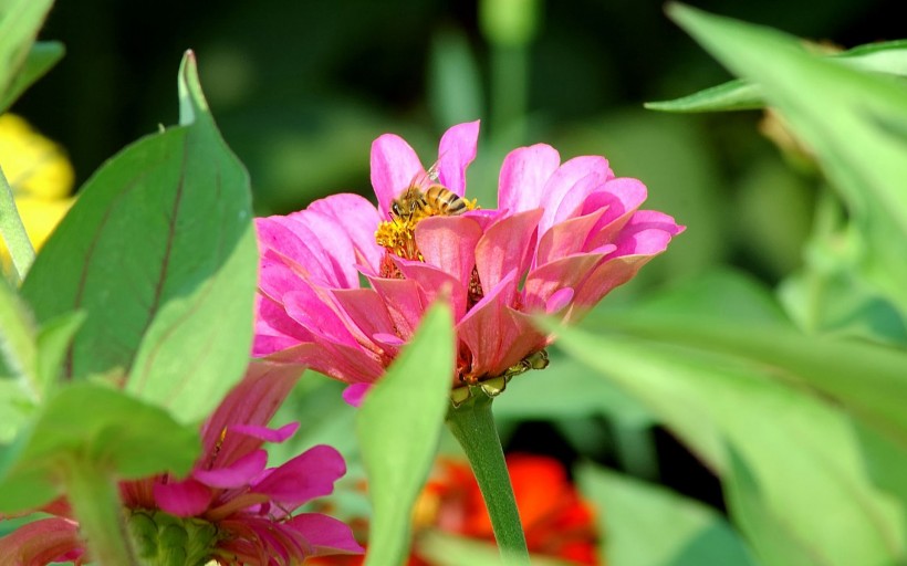 蜜蜂写真